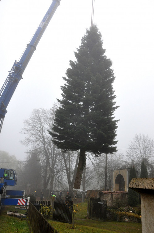 FOTOGALERIE: Vánoční strom pro Plzeň 2021