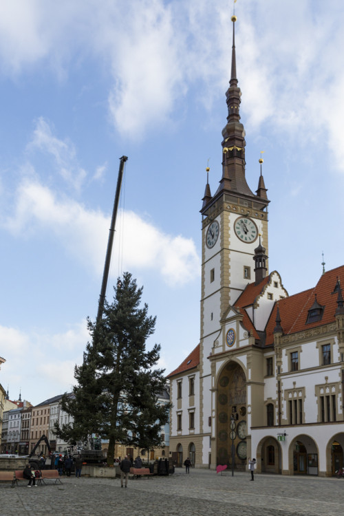 Zase za rok. Vánoční strom už v centru Olomouce nestojí, kmen zpracují řezbáři