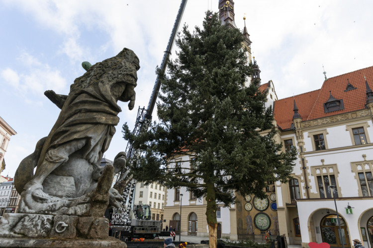 Zase za rok. Vánoční strom už v centru Olomouce nestojí, kmen zpracují řezbáři