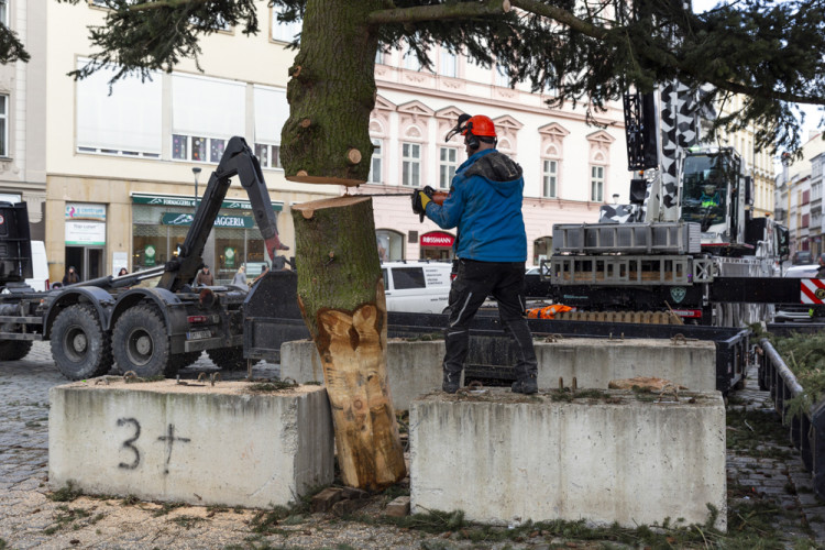 Zase za rok. Vánoční strom už v centru Olomouce nestojí, kmen zpracují řezbáři