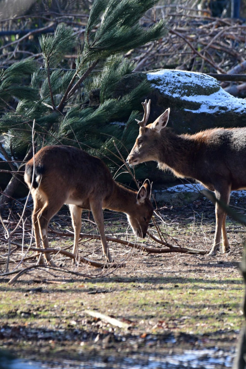 Kozorožci, kozy, siky a mufloni si pochutnávají na stromcích