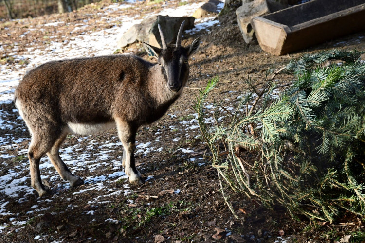 Kozorožci, kozy, siky a mufloni si pochutnávají na stromcích