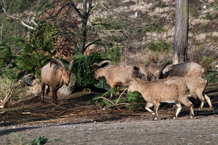 Kozorožci, kozy, siky a mufloni si pochutnávají na stromcích