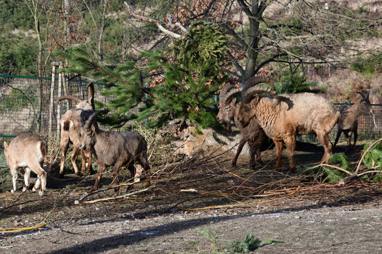 Kozorožci, kozy, siky a mufloni si pochutnávají na stromcích