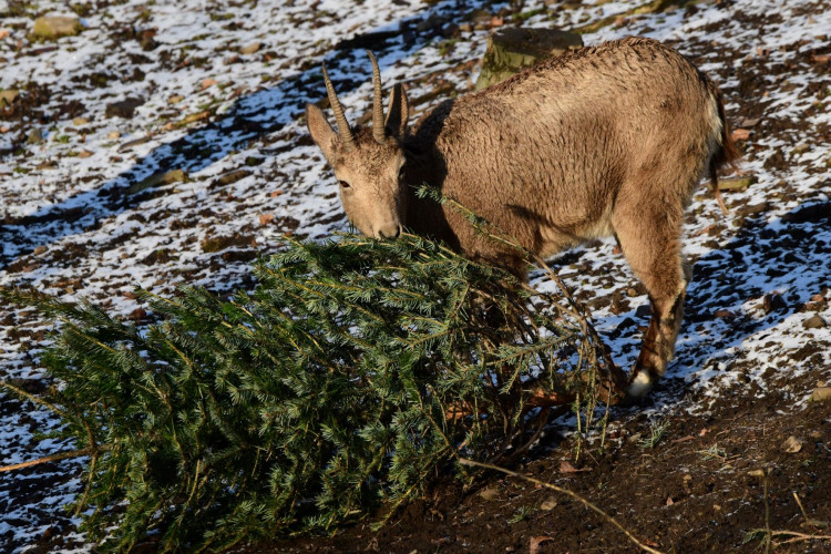 Kozorožci, kozy, siky a mufloni si pochutnávají na stromcích