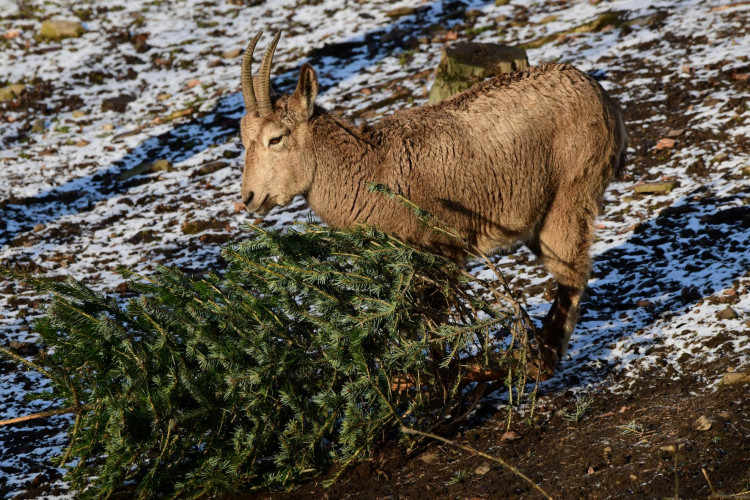Kozorožci, kozy, siky a mufloni si pochutnávají na stromcích
