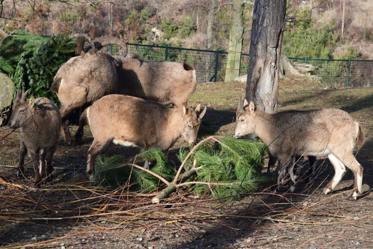 Kozorožci, kozy, siky a mufloni si pochutnávají na stromcích