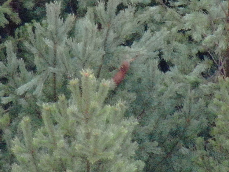 Dron v lese viděl celou řadu zvířat