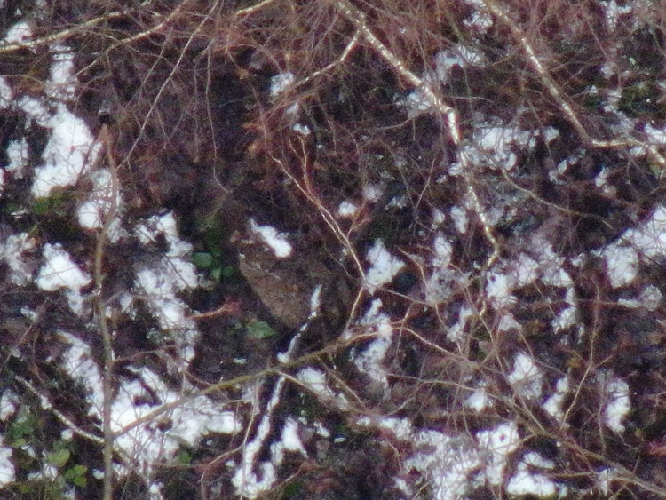 Dron v lese viděl celou řadu zvířat