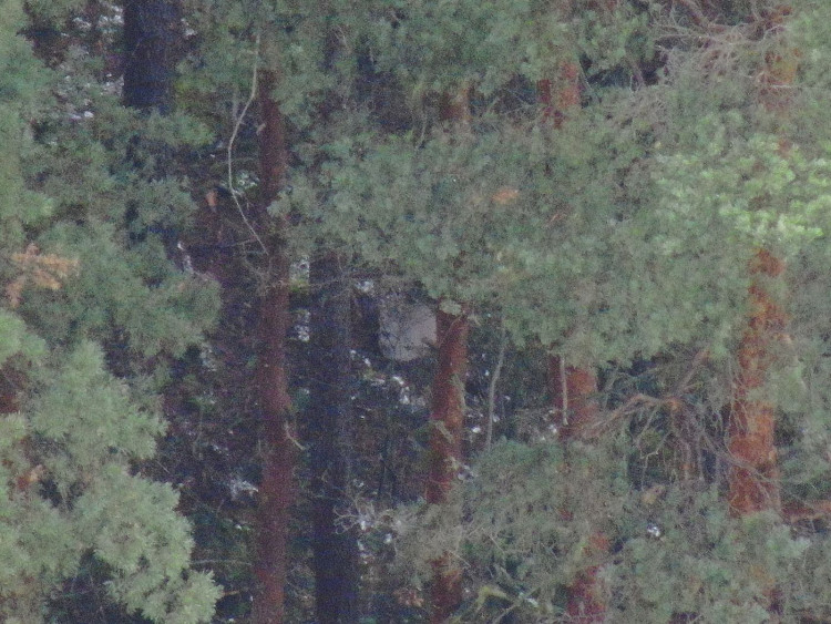 Dron v lese viděl celou řadu zvířat