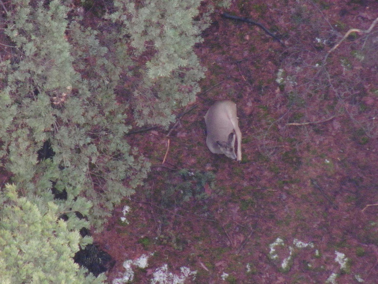 Dron v lese viděl celou řadu zvířat