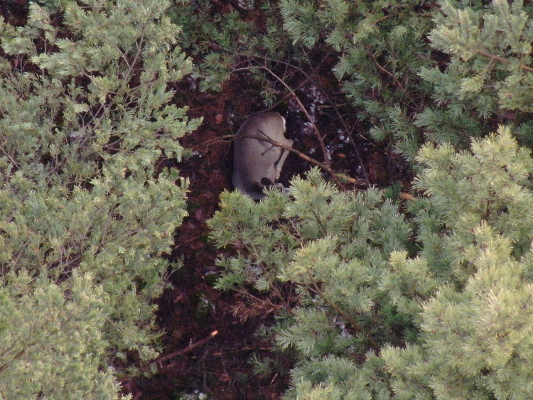 Dron v lese viděl celou řadu zvířat