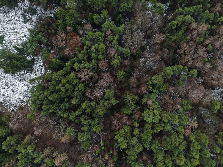 Prohledával se rozsáhlý lesní porost