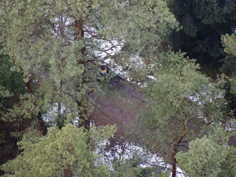 Prohledával se rozsáhlý lesní porost