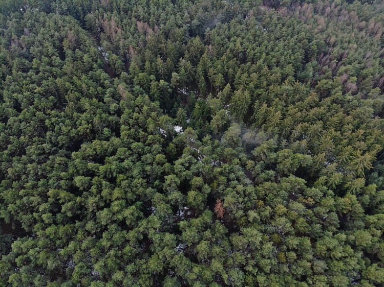 Prohledával se rozsáhlý lesní porost