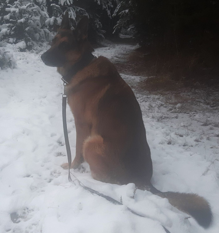 Diego je milovaný pes