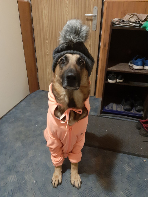 Diego je milovaný pes