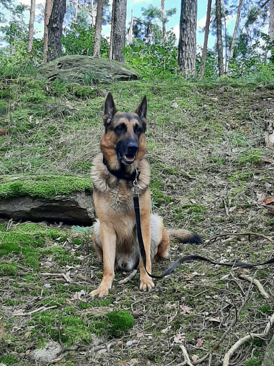 FOTOGALERIE: Dron pátral po ztraceném Diegovi