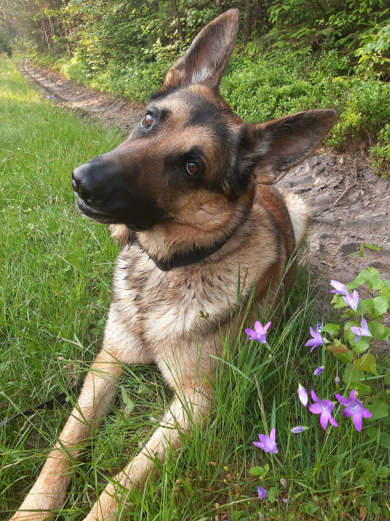 Diego je milovaný pes