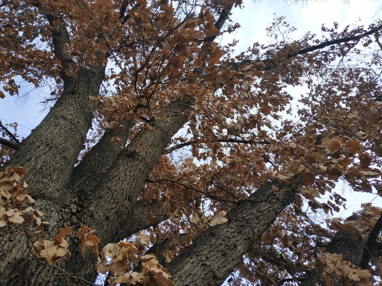 Stoletá dubová alej u rybníka v Drozdovicích