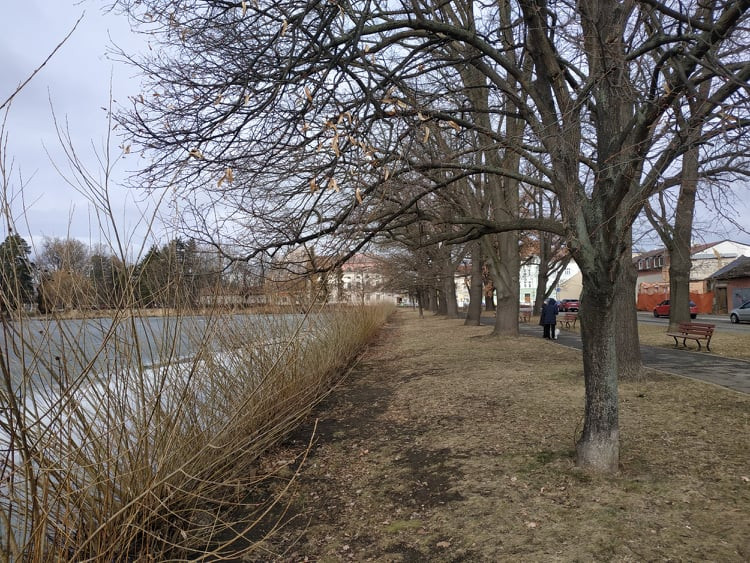 Stoletá dubová alej u rybníka v Drozdovicích