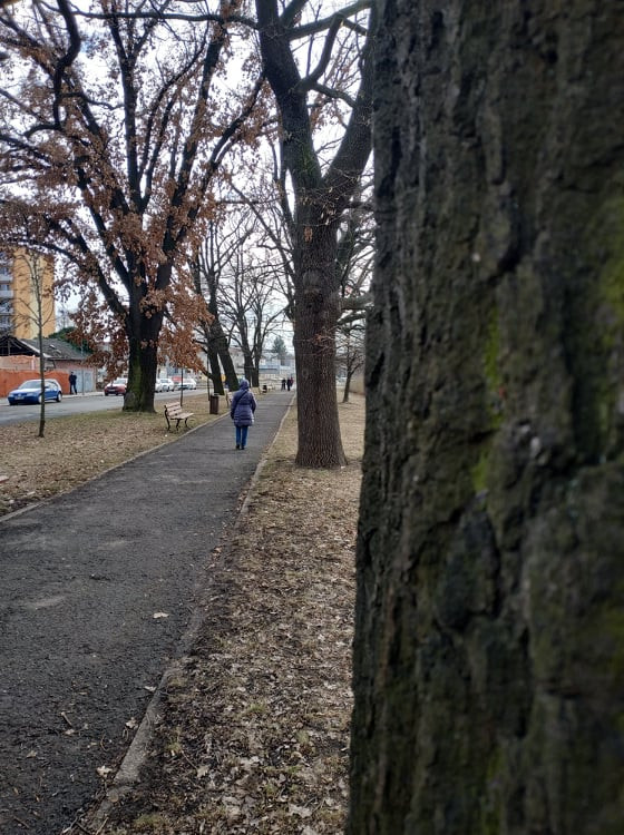 Stoletá dubová alej u rybníka v Drozdovicích