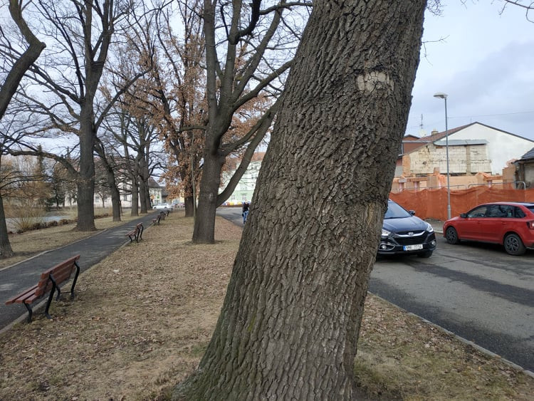 Stoletá dubová alej u rybníka v Drozdovicích