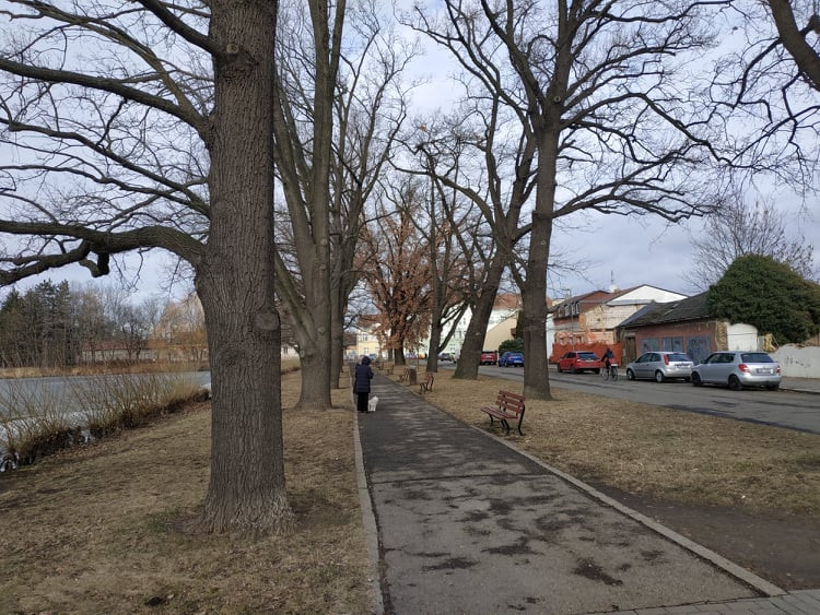 Stoletá dubová alej u rybníka v Drozdovicích