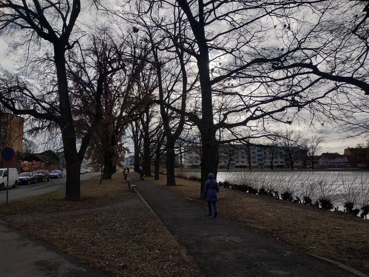 Stoletá dubová alej u rybníka v Drozdovicích