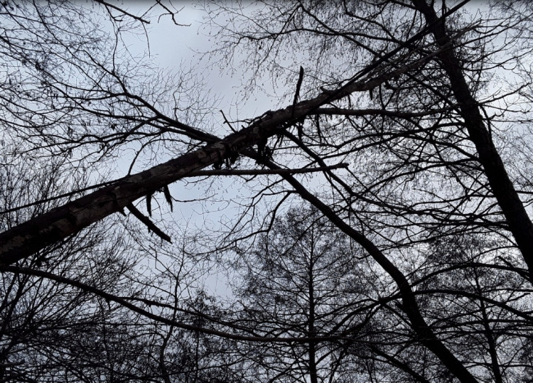 FOTOGALERIE: Silný vítr zaměstnal hasiče