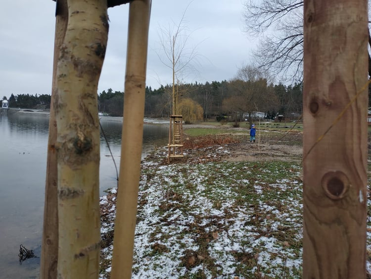 FOTOGALERIE: Nové vrby na Plumlovské přehradě