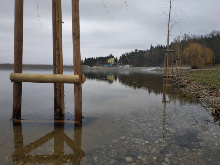 FOTOGALERIE: Nové vrby na Plumlovské přehradě