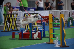 FOTOGALERIE: Dráha, parkur, skok vysoký a skok daleký. To je králičí hop