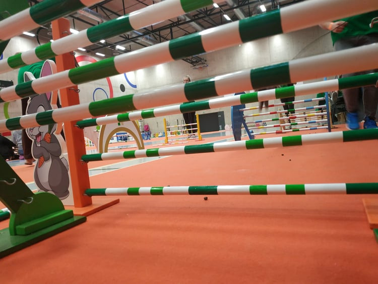 FOTOGALERIE: Dráha, parkur, skok vysoký a skok daleký. To je králičí hop