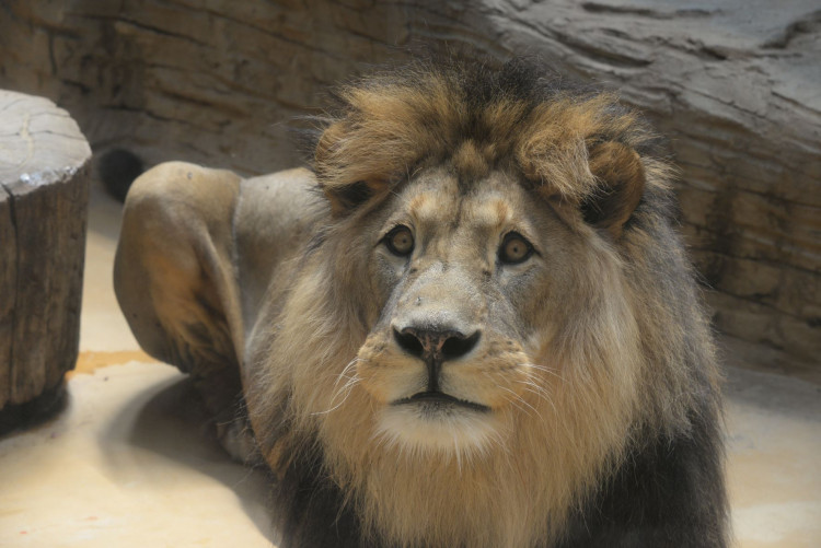 FOTOGALERIE: Šimon se do olomoucké zoo vrátí, čeká ho preparace