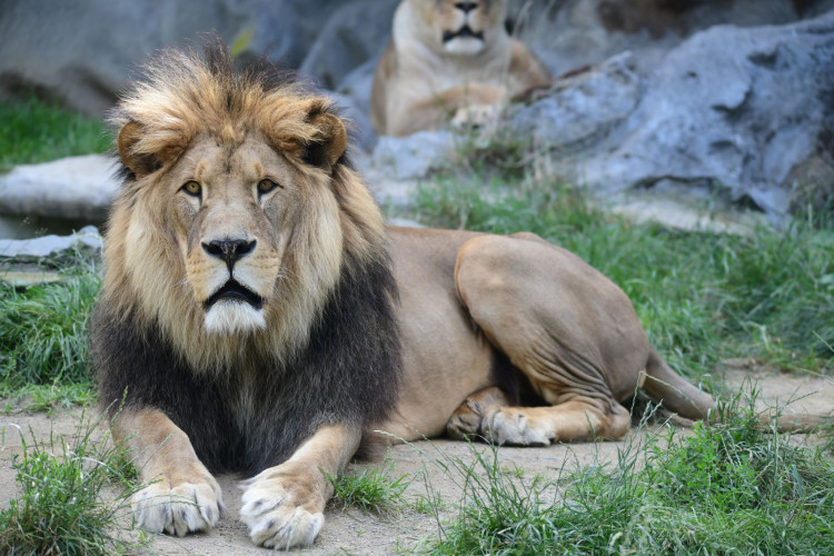 FOTOGALERIE: Šimon se do olomoucké zoo vrátí, čeká ho preparace