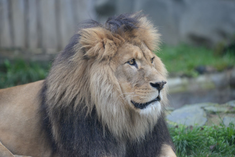 FOTOGALERIE: Šimon se do olomoucké zoo vrátí, čeká ho preparace