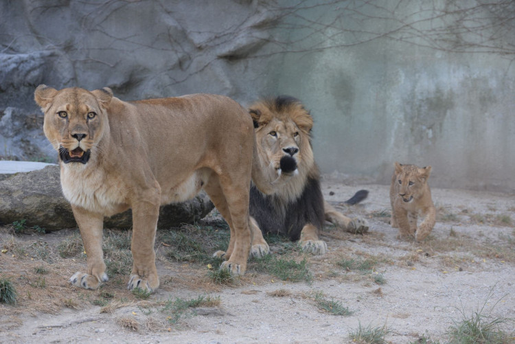 FOTOGALERIE: Šimon se do olomoucké zoo vrátí, čeká ho preparace