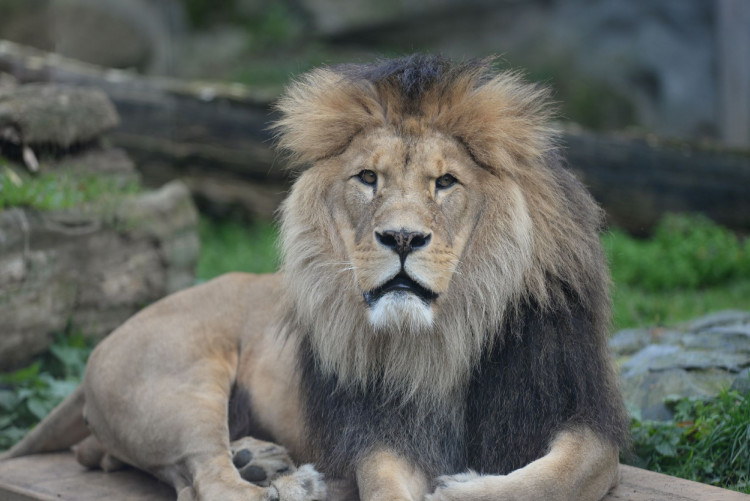 FOTOGALERIE: Šimon se do olomoucké zoo vrátí, čeká ho preparace