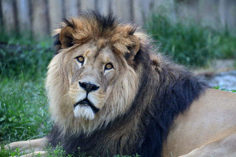 FOTOGALERIE: Šimon se do olomoucké zoo vrátí, čeká ho preparace