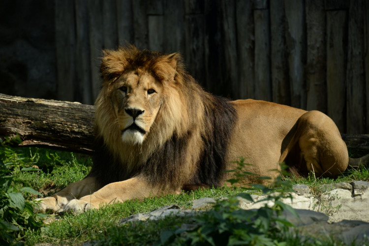 FOTOGALERIE: Šimon se do olomoucké zoo vrátí, čeká ho preparace