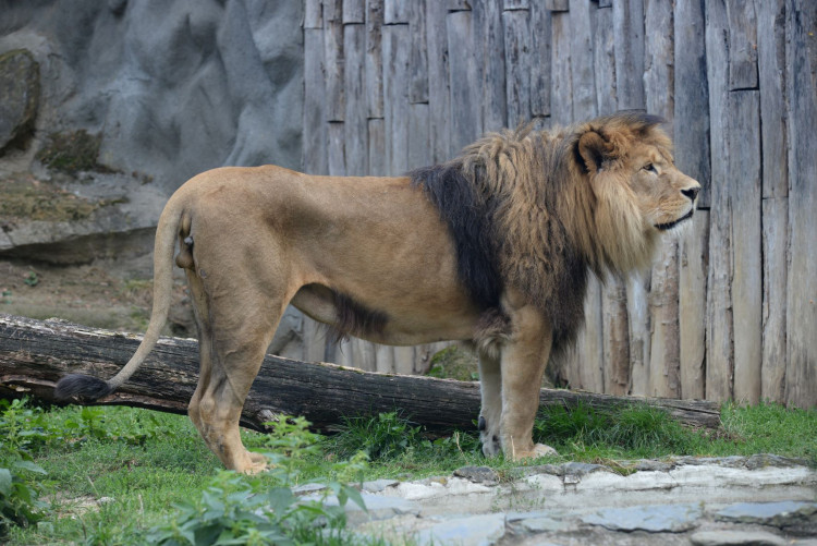 FOTOGALERIE: Šimon se do olomoucké zoo vrátí, čeká ho preparace