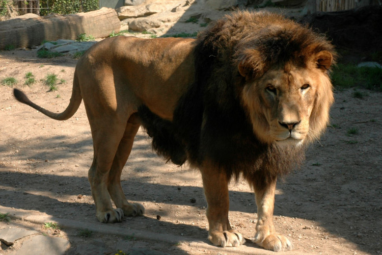 FOTOGALERIE: Šimon se do olomoucké zoo vrátí, čeká ho preparace