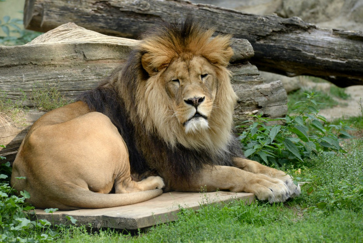 FOTOGALERIE: Šimon se do olomoucké zoo vrátí, čeká ho preparace