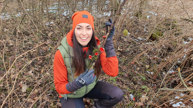 Ohnivec rakouský na jaře