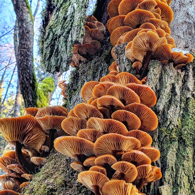 Penízovka sametonohá