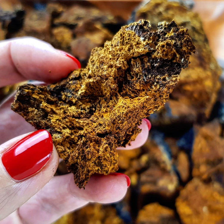 Léčivá čaga sibiřská