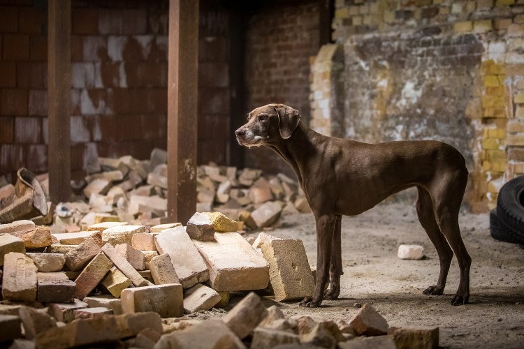 Část bývalé továrny ve Smržovce se proměnila v unikátní polygon.