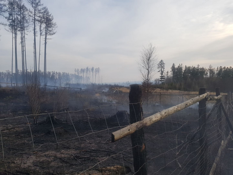 FOTOGALERIE: Rozsáhlý požár lesa u Kozlova na Olomoucku