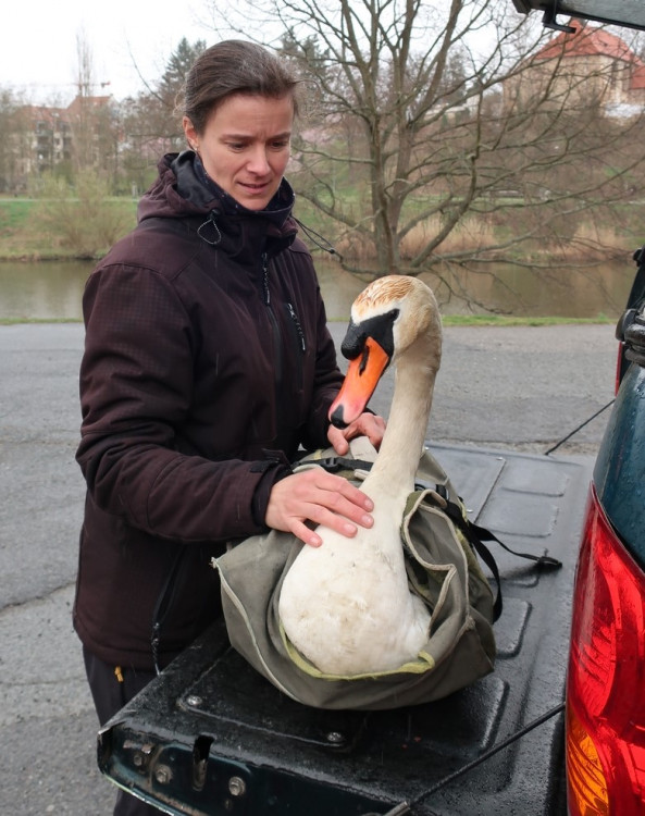 FOTOGALERIE: Odchyt nebezpečného labuťáka a jeho partnerky